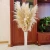 Import A-31  amazon amazon 2021 new arrivals natural dried flower decorative flowers artificial flowers large pampas pampa grass from China