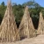 Agriculture Bamboo Sticks Raw Bamboo Poles for Nursery Planting