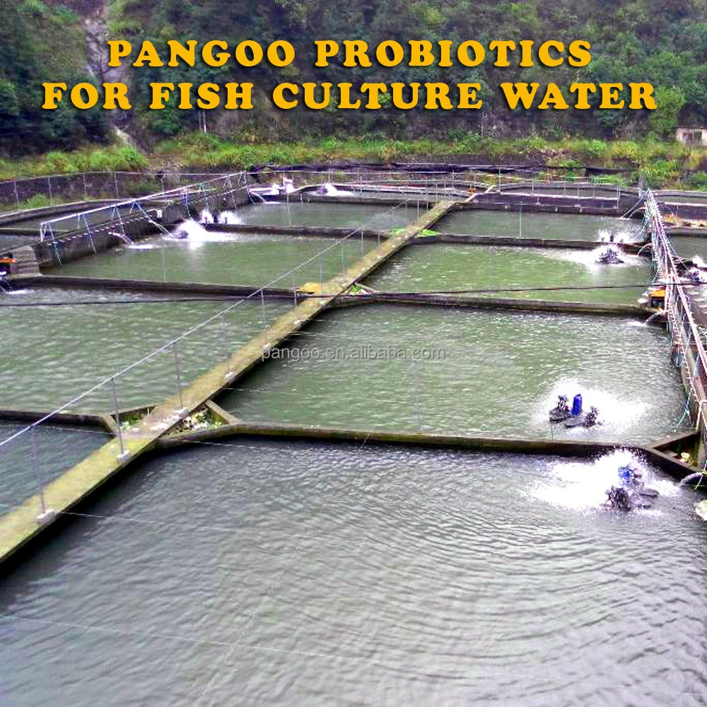 Aquaculture Probiotics Effectively removes NH3-N (Ammonia nitrogen) and Nitrate