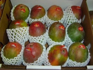Australia Market Popular Wholesale Food Industry Packaging Custom EPE Foam Mango Imballaggio Netto For Fresh Mango