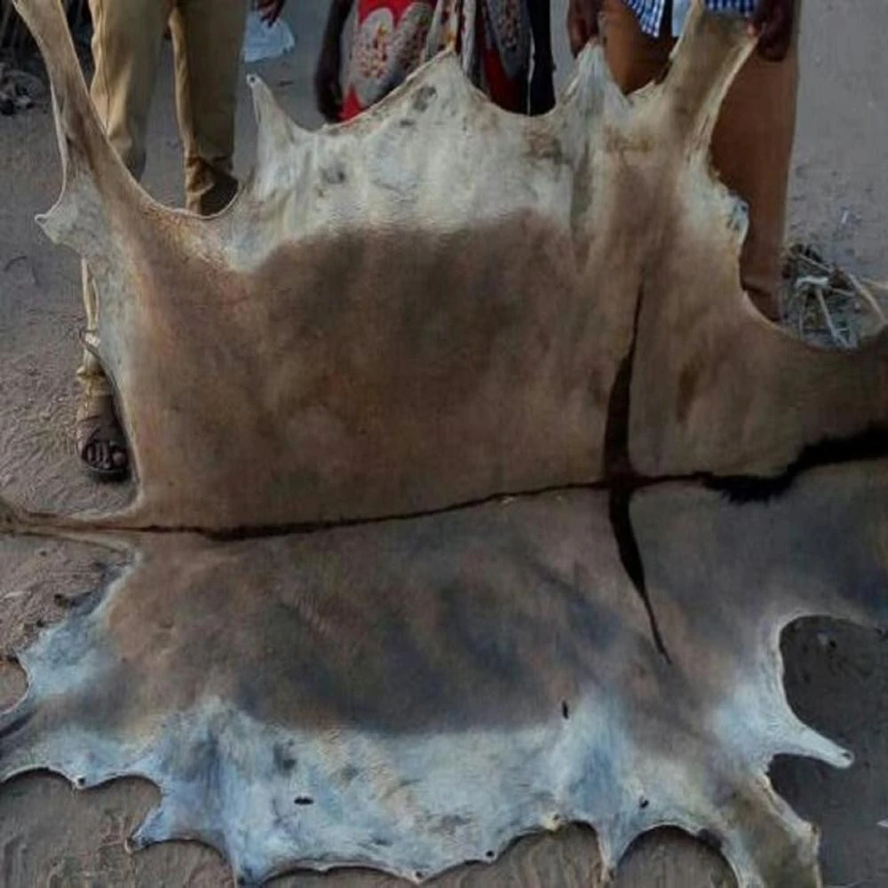 Best Grade Wet Salted &amp; Dry salted Donkey Hides and Cow Hides , cattle Hides, animal skin, Goats, Horses