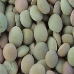 Best Quality Green Lentils | Red Lentils | Brown Lentils
