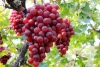 Best Sell Fresh Sweet Red Grapes
