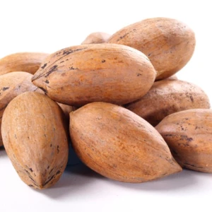 Best Selling Premium Quality Pecan Nut Direct Wholesale prices cheapest price.