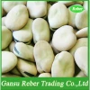 Broad Beans Qinghai or Gansu Origin