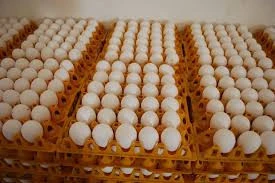 Broiler Chicken Eggs, Fresh Table Eggs