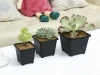 Cheap square black plastic plant flower nursery pot for 10*9.5cm