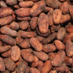 Cocoa Beans and Cocoa Powder