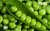 Import Common Fresh Green Peas Wholesale Available from South Africa