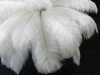 Curly Ostrich feather for sale  wedding decor feather crafts