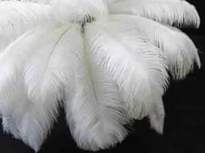 Curly Ostrich feather for sale  wedding decor feather crafts