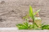 Eucalyptus oil herbal extract cough lozenges - 24 lozenges/box