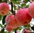 Import Export Grade 2020 New crop Fresh Red Fuji apple fruit honeycrisp from China