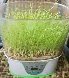 Factory supply 24~36 hours green bean sprout machine for home