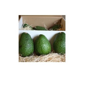 Fresh Avocado Hass & Fuerte From SOuth Africa