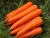 Import Fresh Carrot from Canada