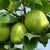 Import Fresh Early Su Pear Sweet Pear exporter in China from China