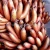 Import Fresh Fruits Indian Red Banana from India