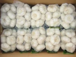 FRESH GARLIC