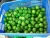 Import Fresh green seedless lime, good quality with good price from best supplier from Vietnam
