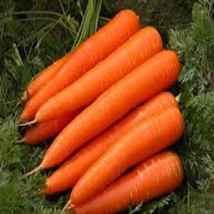 Fresh new crop fresh carrot 10kg carton packing for sale