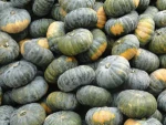 Fresh Pumpkins Vegetables with premium