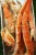 Import Frozen King Crab,Live King Crabs,King Crab Legs from Thailand