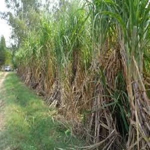Frozen Sugarcane With High Quality/ Saccharum