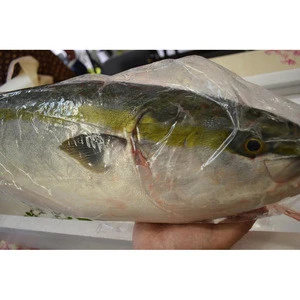 Good quality HACCP yellowtail frozen seafood fish in bulk from Japan