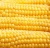 Import GOOD QUALITY INDIAN CORN YELLOW MAIZE FROM SITCO from India
