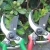 Import Good Selling No Folding Garden Scissors for Branch Cutting All Metal Blade Hedge Trimmers from China