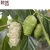 Import Health Beauty and Blood Regulation Immune Promote Natural Fermented Fruit Extract Noni enzymes juice from China