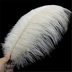 HEALTHY bug free and very colour full Ostrich Feathers for sale