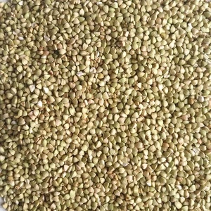 High Grade Buckwheat