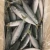 Import High quality frozen  pacific mackerel  in fish fresh seafood with best exporter from China