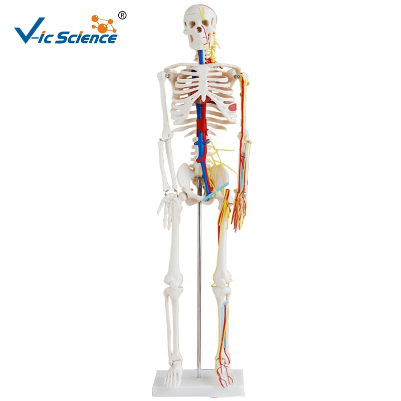 High Quality Human Medical Skeleton Model 85cm for Teaching