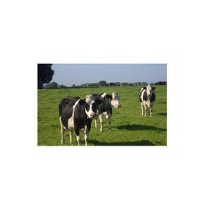 High Quality Live Dairy Cows and Pregnant Holstein Heifers FOR SALE