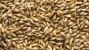 High Quality Russian Pearl Barley For Wholesale