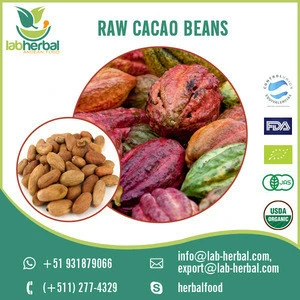 Highest Quality Healthy Raw Cacao/ Cocoa Beans Available for Bulk Supply
