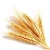 Import Hight Quality Rice Whole Russian Nutrition Feed Hulled Barley Grain from Russia