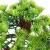 Import Home Office Decoration Artificial Pine Tree Bonsai High Simulation Cypress Bonsai from China