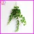 Import important of ornamental plant from China