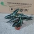 Import Ins hotsale absorb toxic gas Alocasia Bambino ornamental live plant bonsai foliage plant on sales from China
