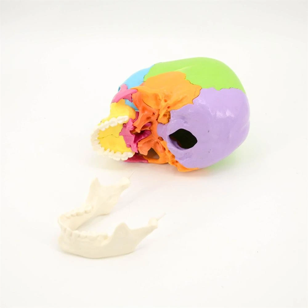 Lifesize PVC  Colored Version  22 Parts  Human Skull Model for Education
