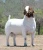 Import Live Sheep Boer Goats, Dorpers, Kalahari Reds and Holstein from France