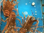Live Spiny Rock Lobster