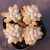 Import Lovely cheap ornamental plants natural succulent plant with high quality from China