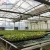Import Low Cost Pe Film Easy To Install Hydroponics System Greenhouse Lowest Price Multi-Span Greenhouses from China