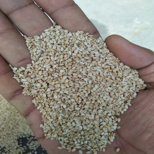 Low price high oil content sesame seeds from INDIA-what&#x27;s app:+91 9638943111