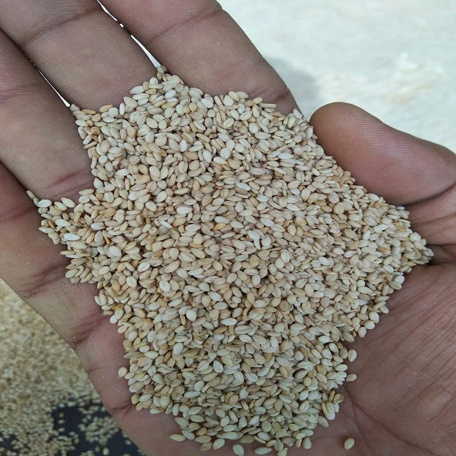 Low price high oil content sesame seeds from INDIA-what&#x27;s app:+91 9638943111
